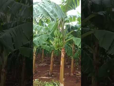 En visita a Güira de Melena, Miguel Díaz-Canel Bermúdeza