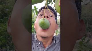 Download lagu #mango #fruit #eating #satisfying #funny mp3