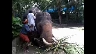 preview picture of video 'How to ride / mount elephant? - Jawad Moulavi - كيف تركب الفيل؟ avi'