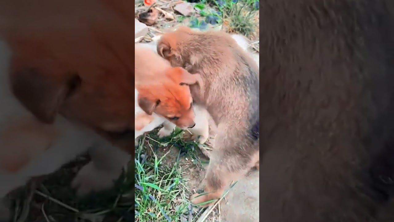 funny dogs #dogs #Puppy #funny #pets #cute