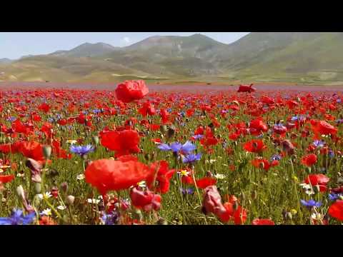 The Flowery of Castelluccio di Norcia - 2018 - "poppies, lentils and daisies"