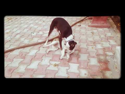 DOGS FIGHT! !! PART 2