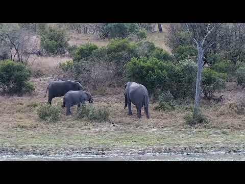 Djuma: Elephant herd scattered about at the dam - 10:29 - 08/16/2022