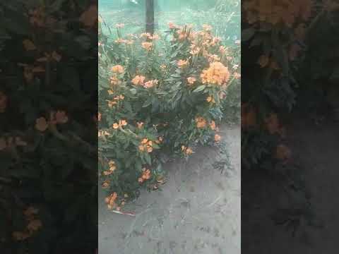 Flowers 🥰😍 woowwww