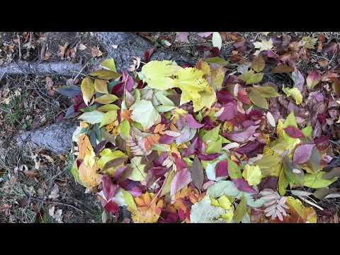 Ulrich Troyer NOK 2020 Album Teaser 2