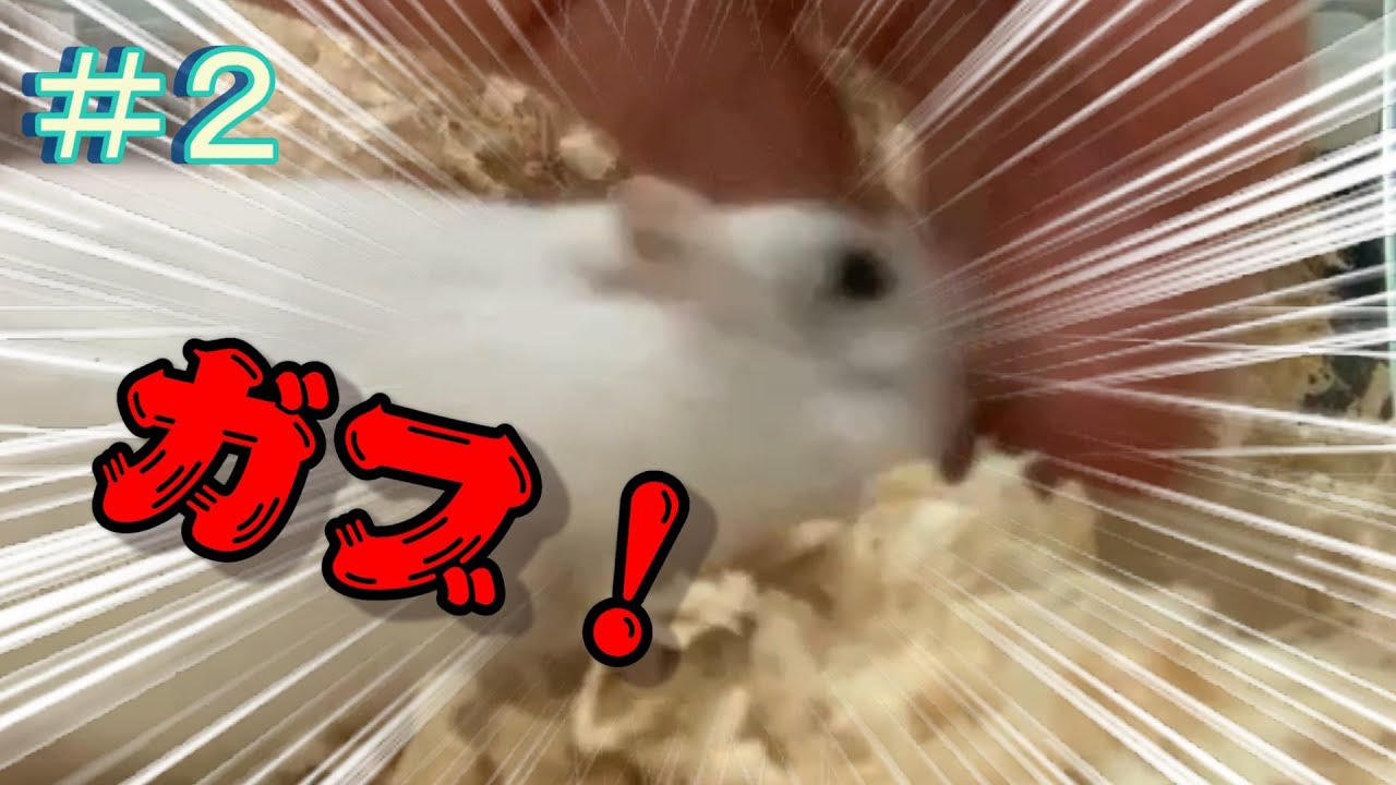 ＃2　こんなことしたらハムスターに噛まれるし、ウンコ食ってるし。どうしたらいいの？(飼育初心者)