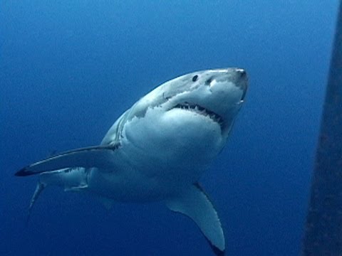 Jonathan Bird's Blue World: Great White Sharks