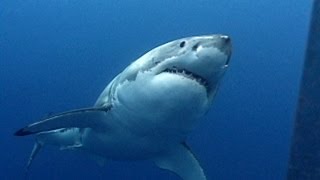 Great White Sharks | JONATHAN BIRD&#39;S BLUE WORLD