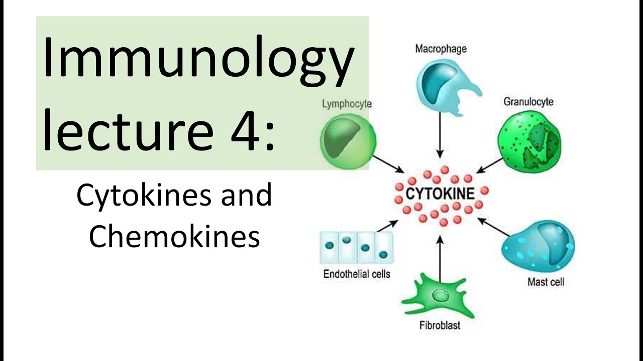 Immunology Lecture 4 | Cytokines and Chemokines | Toll like receptor signaling NFkB