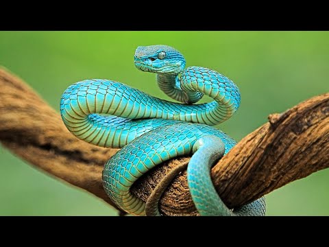 Top 10 Most Dangerous Snakes in South Africa | Venomous Snakes Africa