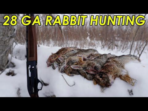 YouTube video about: How to hunt rabbits without dogs?