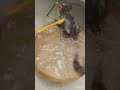 小さなお猿のお風呂 Bushbaby