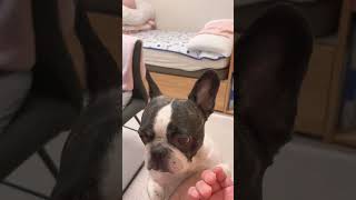 大好きなバナナ🍌でご満悦🐶#shorts 　　　　　　　　　　　　　　　　　　　　　　　　"I'm delighted with my favorite banana 🍌"