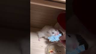 オヤツ🐹