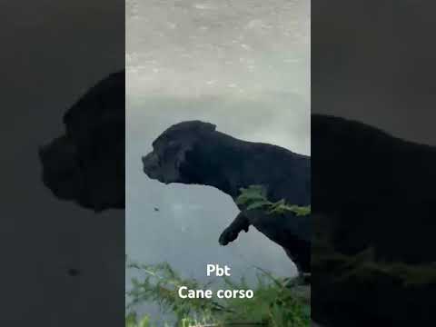 Clavado Cane Corso