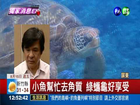 四肢放鬆隨浪飄 綠蠵龜做SPA萌翻