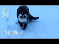 Meow Cat Videos