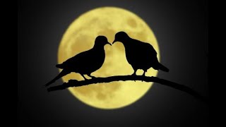 Download lagu Musik Rileksasi  Suara Burung & Gemercik Air Bikin Suasana Jadi Tenang. mp3