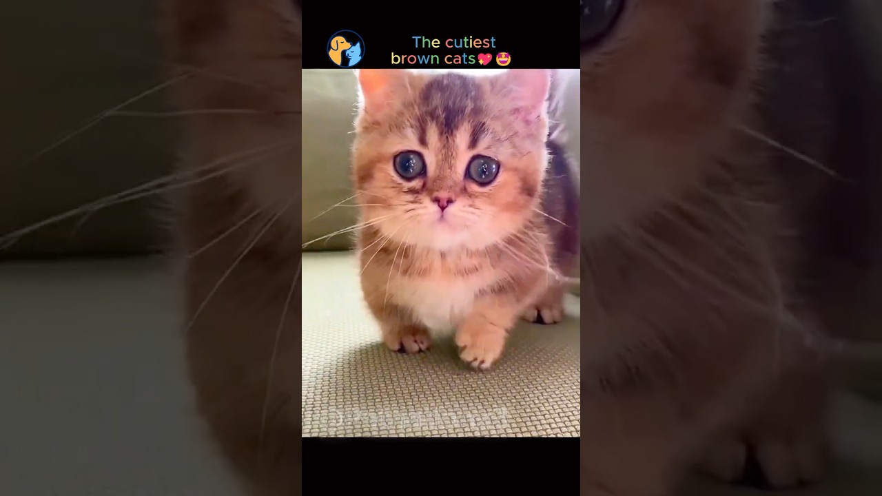 The cutiest brown cats 😻 #cute  #cat  #browncat