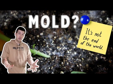 Mold Isn't Killing Your Plants - THIS IS! Grow Successfully Indoors Without Crazy Chemicals