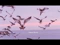 Seagulls Screams Ambient Sound Effect SFX
