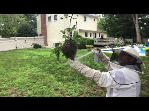 Exterminating a Bald-Faced Hornets Nest in Sea Girt, NJ