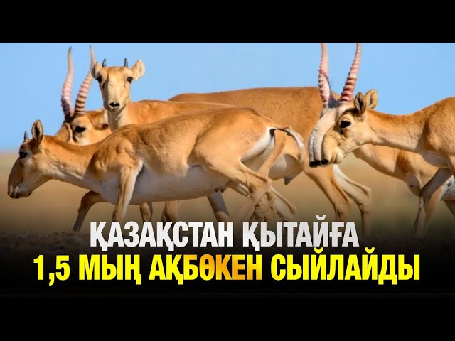 Қазақстан Қытайға үкіметіне 1,5 мың ақбөкен береді