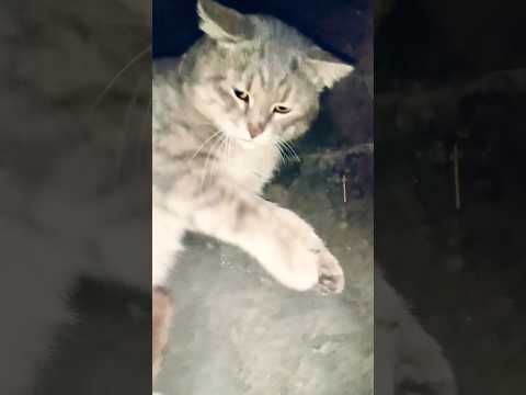 cat sound cute little lovely cat #feralcat