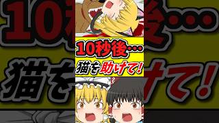 10秒後・・・猫が犬に噛まれ泣いてしまうが、それだけでは終わらなく…！？ #shorts #ゆっくり茶番劇 #博麗霊夢