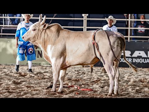 Rodeio de RUBIÁCEA 2025 (QUINTA / MELHORES MOMENTOS)