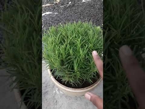 HOW TO PLANT A BEAUTIFUL FLOWERS 👍👍👌👌