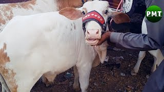 Cute Beautiful Baby Cows for SALE at Lalukhet Bakra Mandi Cattle Market Karachi | Video 3 of 15 HD