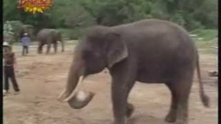 preview picture of video 'Elephant with Amazing Soccer Skills'