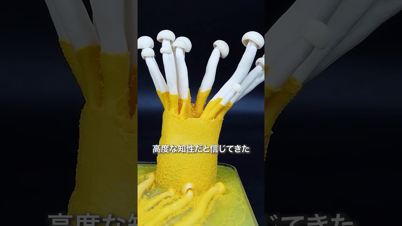 脳なしなのに最短ルートを見つける生物