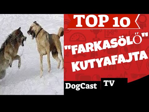 TOP 10 "farkasölő" kutyfajta, amelyik hatékony lehet farkasokkal szemben!  DogCast TV!