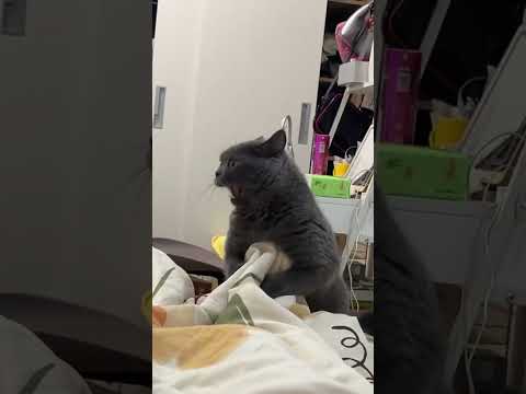 #music #cat #foryou #animals #rapstyle