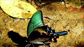 ムビる18499 20210804 002 ミヤマカラスアゲハ miyamakarasuageha