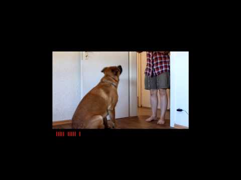 Spaßbattle - Wieviele Leckerlies fängt dein Hund in 30 Sekunden :)