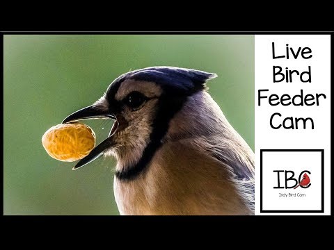 Indy Bird Cam - Live Bird Feeder Cam