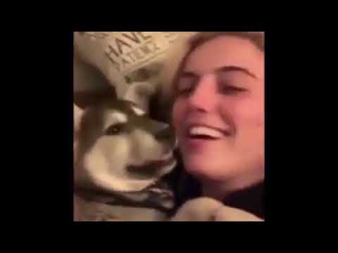 Perro con ruido de monita china xD