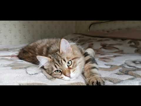 Kudeyar ForestHunter