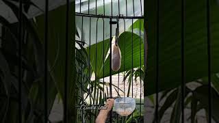 Download lagu KENARI malas bunyi, Terapi untuk kenari masteran canary #canarysingtraining #kanareyka mp3
