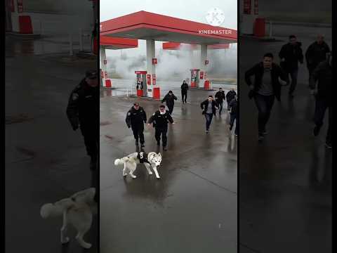 petrol pump burst#help of a dog#youtubeshorts#shorts#viral#viralvideo #shortvideo#foryou