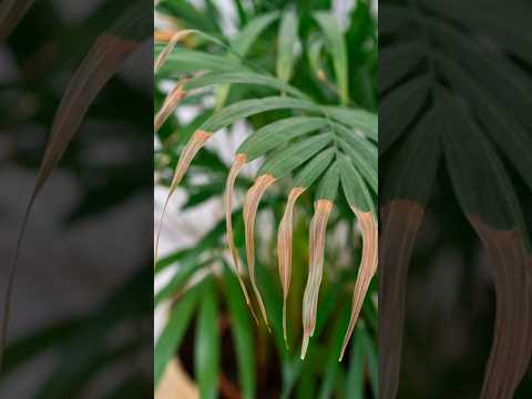 🌱 Plantas con puntas de las hojas secas ? mira porque sucede y la solución #virales #plantas #shorts