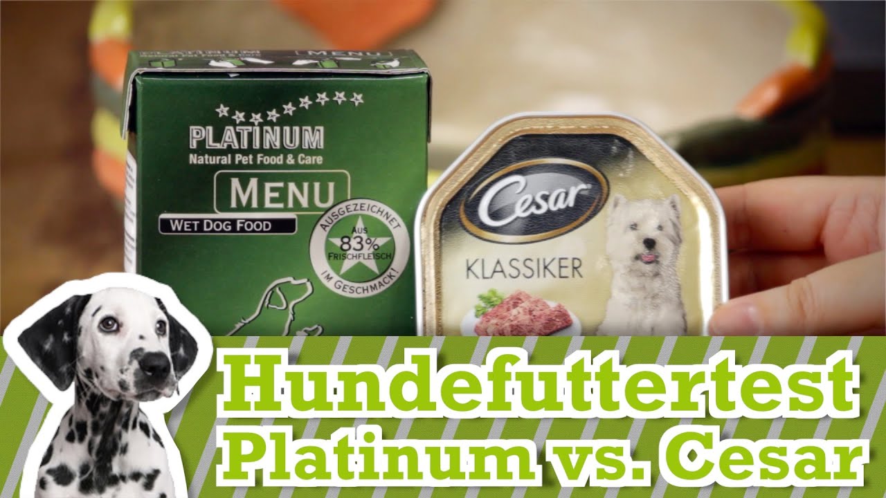 Hundefutter Test: Cesar vs Platinum Menu