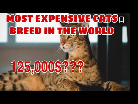 TOP 20 MOST EXPENSIVE CATS BREED IN THE WORLD