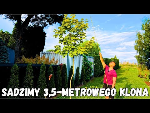 We are planting a 3.5-meter golden maple in the garden | We are tidying up the flowerbed #maple #...