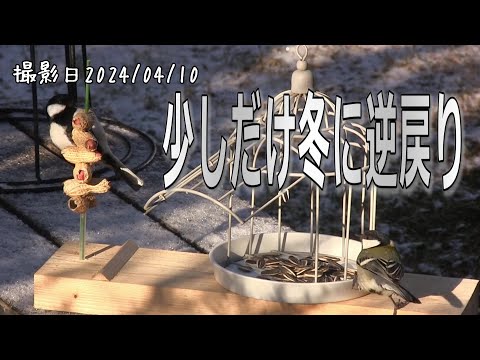 シジュウカラをバルコニーに引き寄せる方法は？彼らの冬の好きな食べ物は何ですか?  庭園