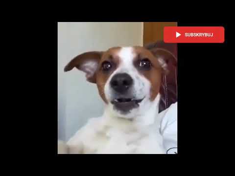 Pies warczy na słowa "Arka Gdynia"