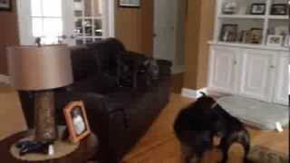 Who Knew Dogs Could Fly